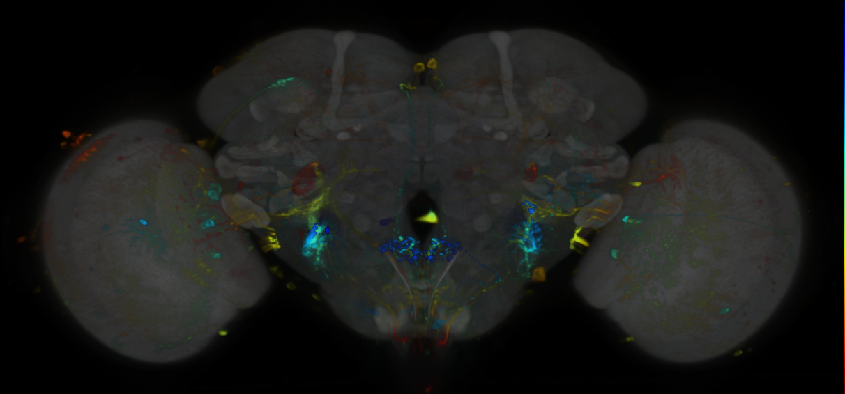 P{VT055600-GAL4} expression pattern