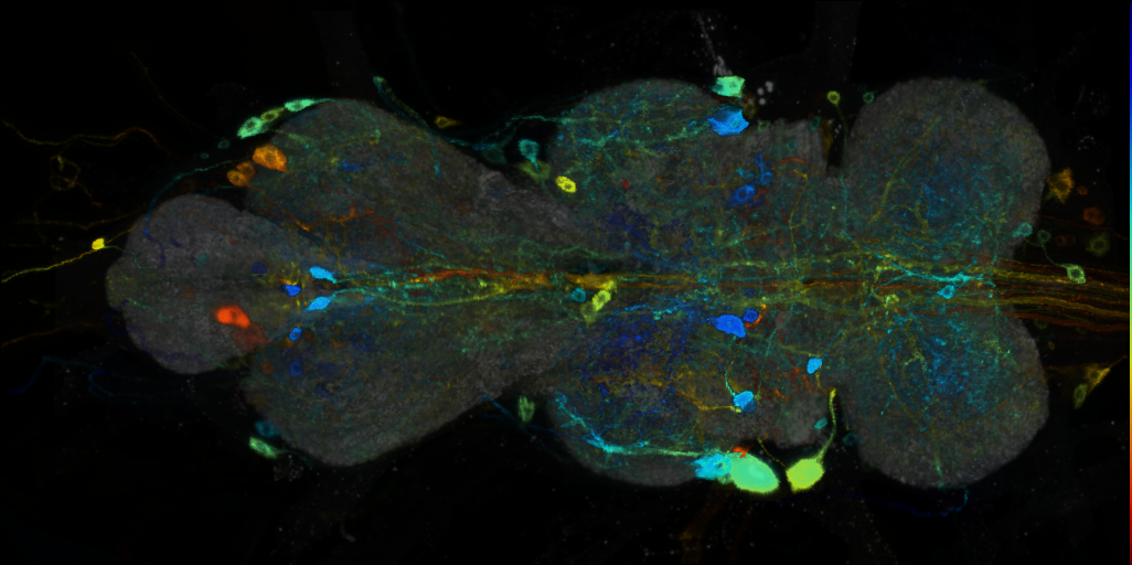P{VT055600-GAL4} expression pattern