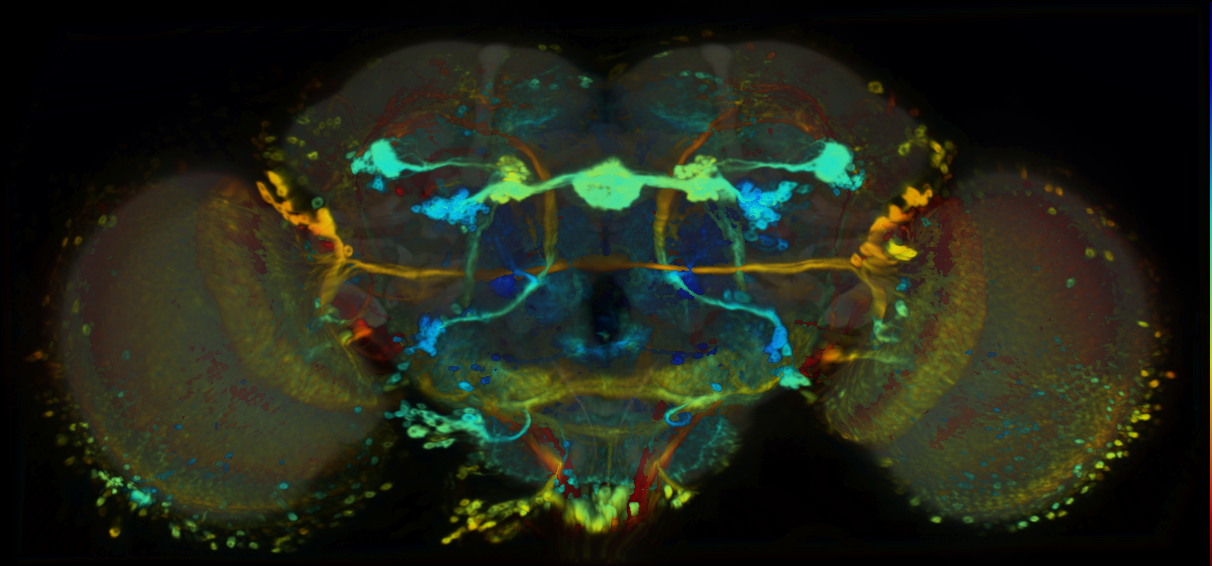 P{VT055855-GAL4} expression pattern