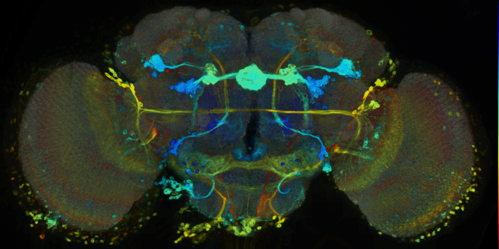 P{VT055855-GAL4} expression pattern
