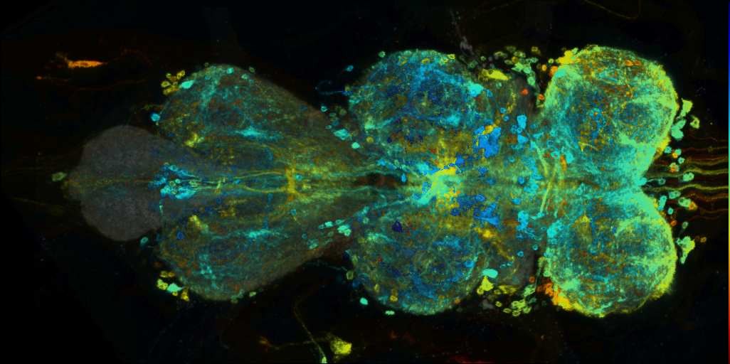 P{VT055855-GAL4} expression pattern