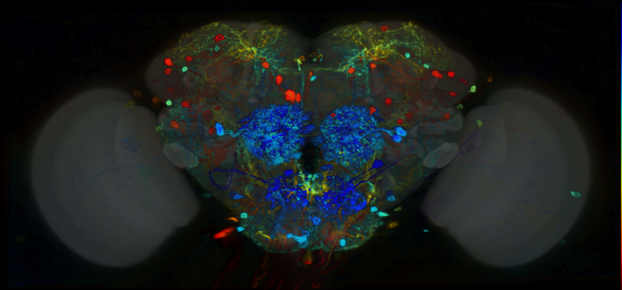P{VT055907-GAL4} expression pattern