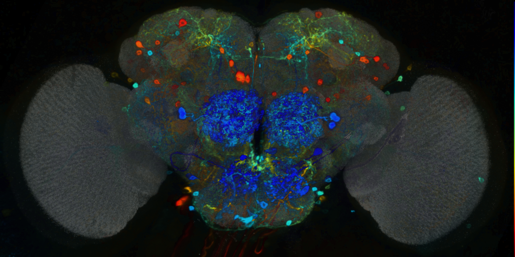 P{VT055907-GAL4} expression pattern