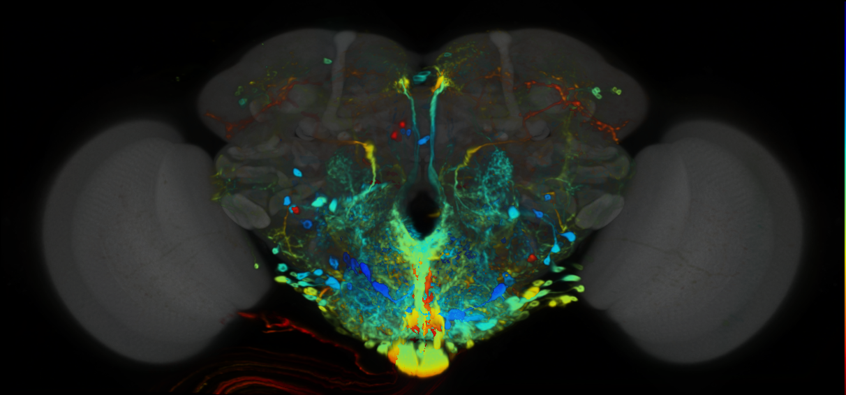 P{VT056375-GAL4} expression pattern
