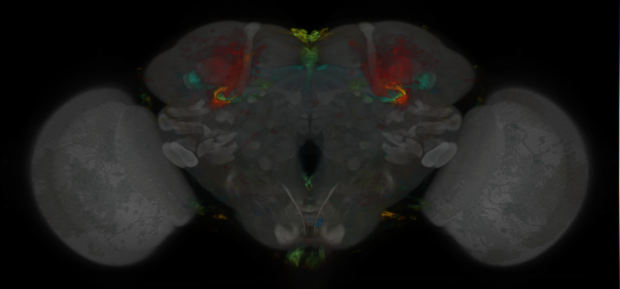 P{VT056773-GAL4} expression pattern