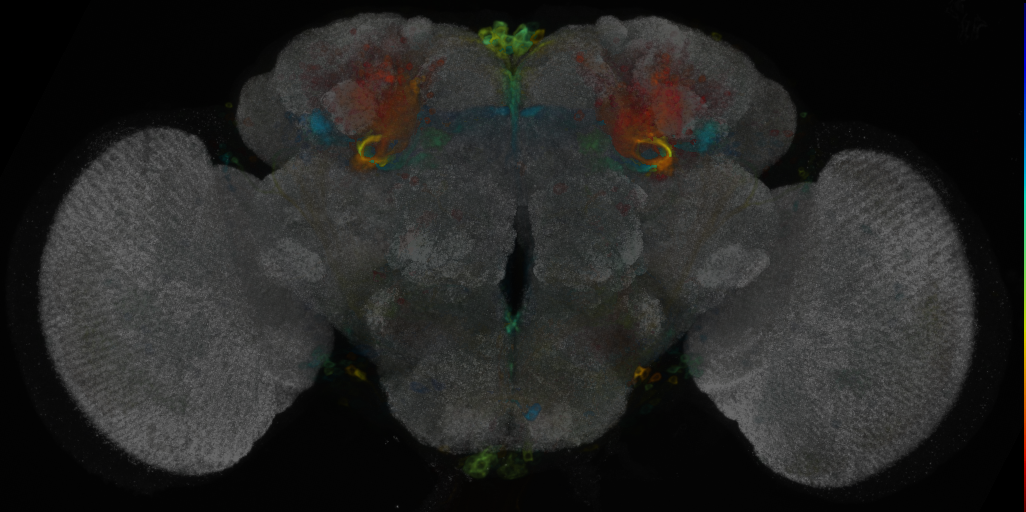 P{VT056773-GAL4} expression pattern