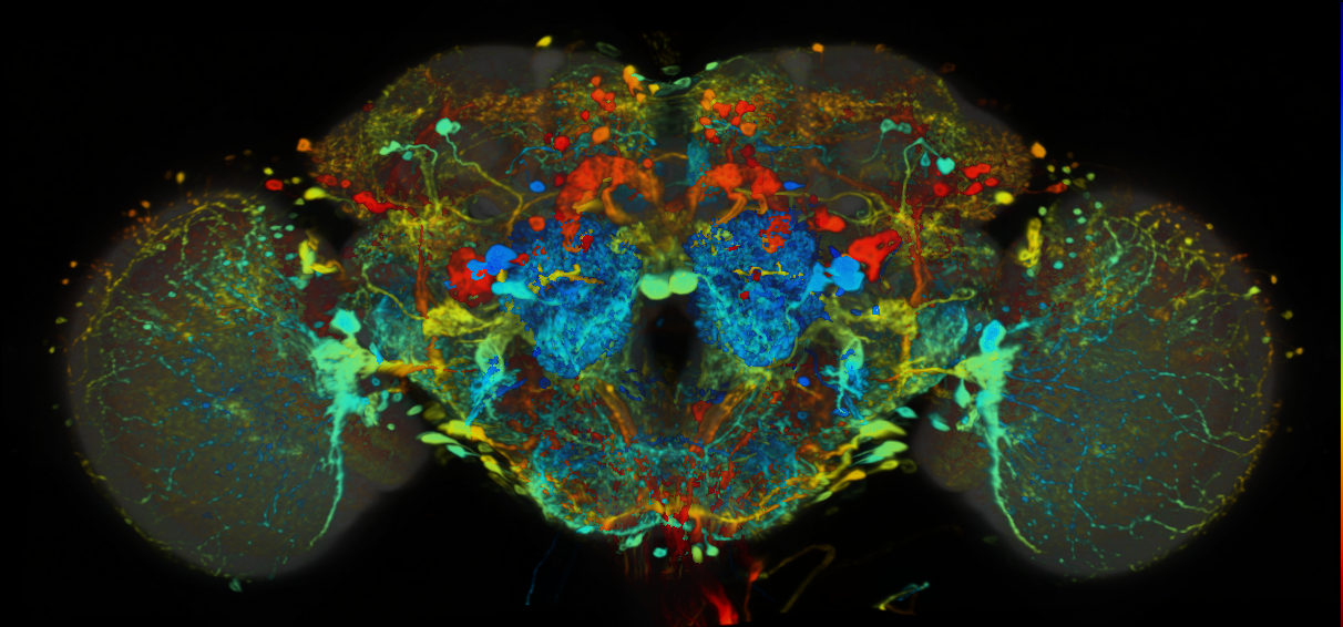 P{VT057241-GAL4} expression pattern