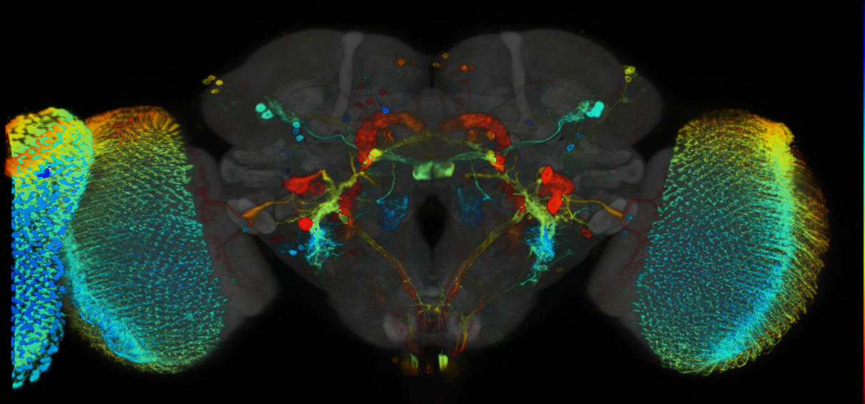 P{VT057247-GAL4} expression pattern