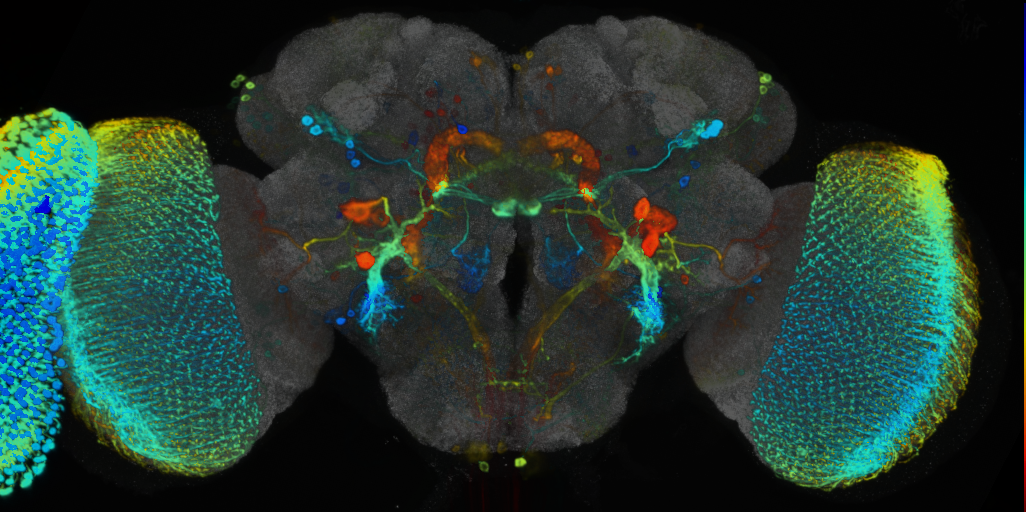 P{VT057247-GAL4} expression pattern