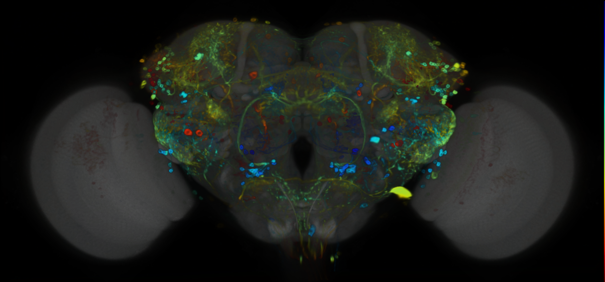 P{VT057280-GAL4} expression pattern