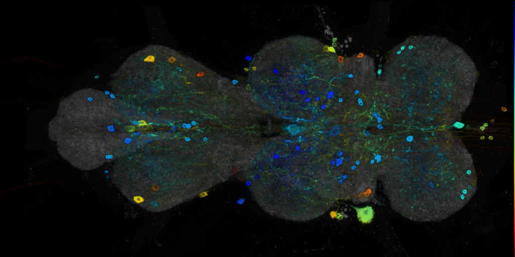 P{VT057280-GAL4} expression pattern