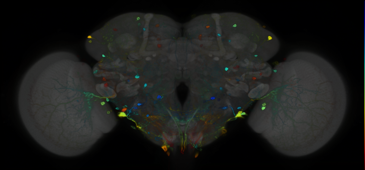 P{VT057282-GAL4} expression pattern