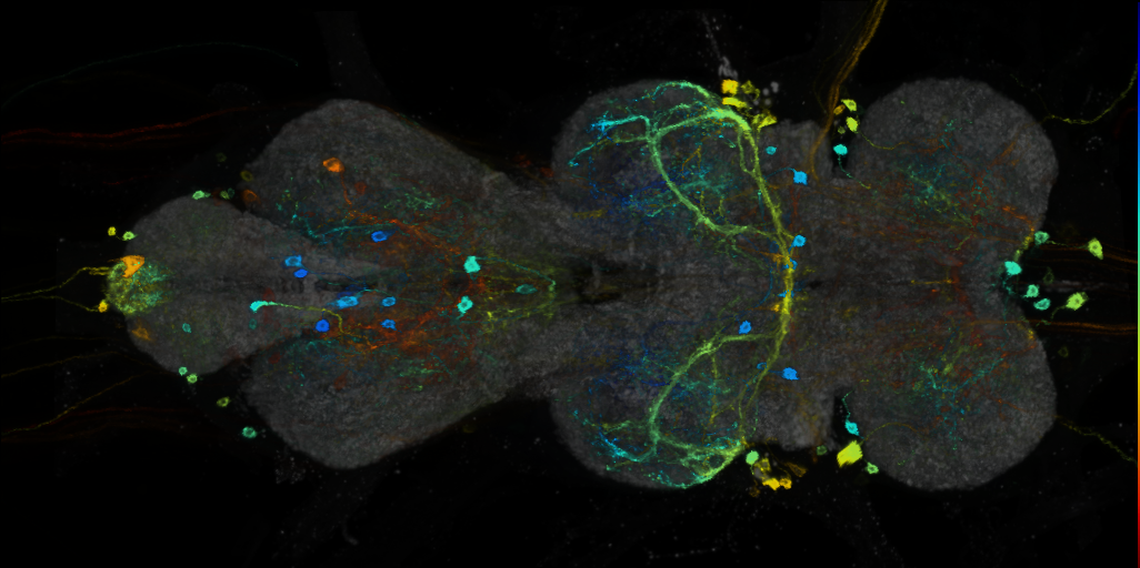 P{VT057282-GAL4} expression pattern