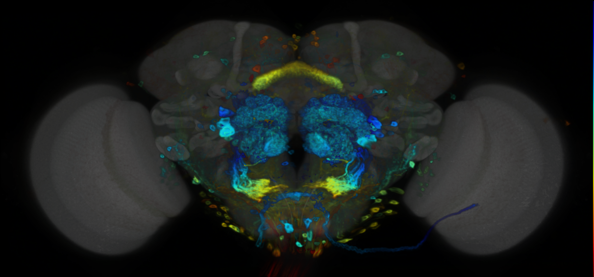 P{VT058429-GAL4} expression pattern