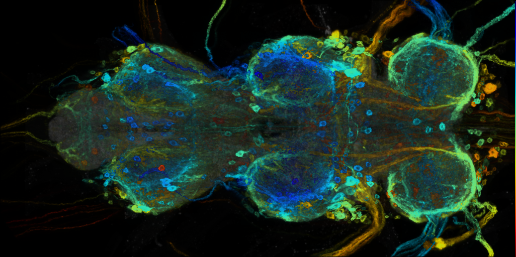 P{VT058429-GAL4} expression pattern