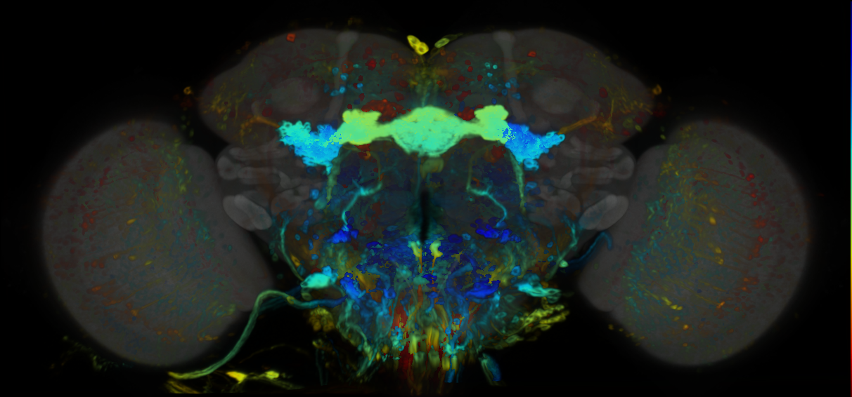 P{VT058551-GAL4} expression pattern