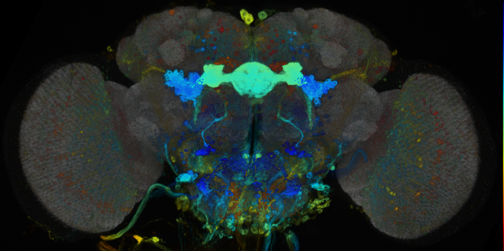 P{VT058551-GAL4} expression pattern