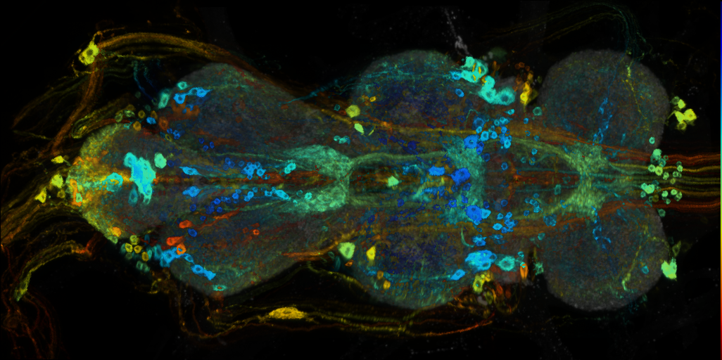 P{VT058551-GAL4} expression pattern