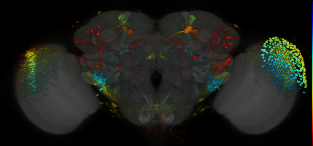 P{VT058565-GAL4} expression pattern