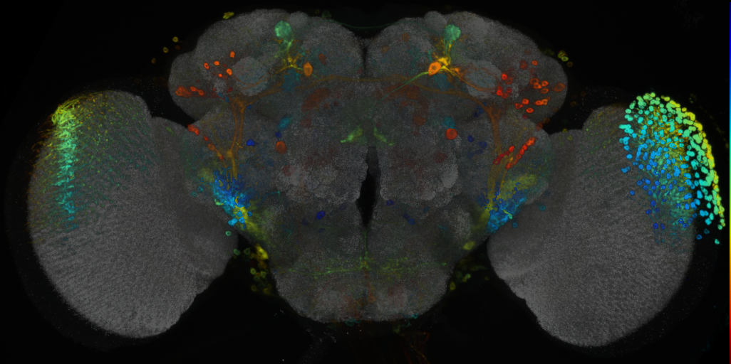 P{VT058565-GAL4} expression pattern
