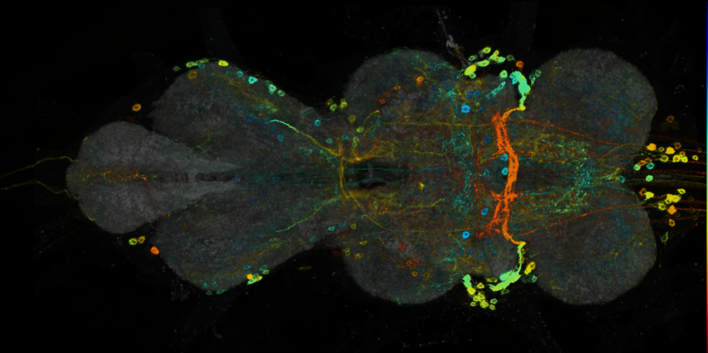 P{VT058565-GAL4} expression pattern