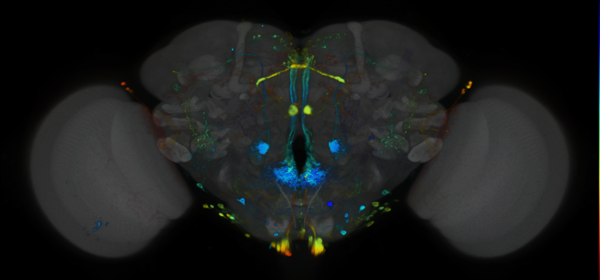 P{VT058568-GAL4} expression pattern