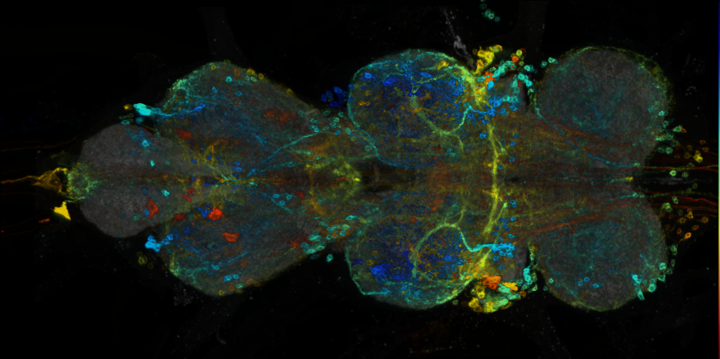 P{VT058697-GAL4} expression pattern