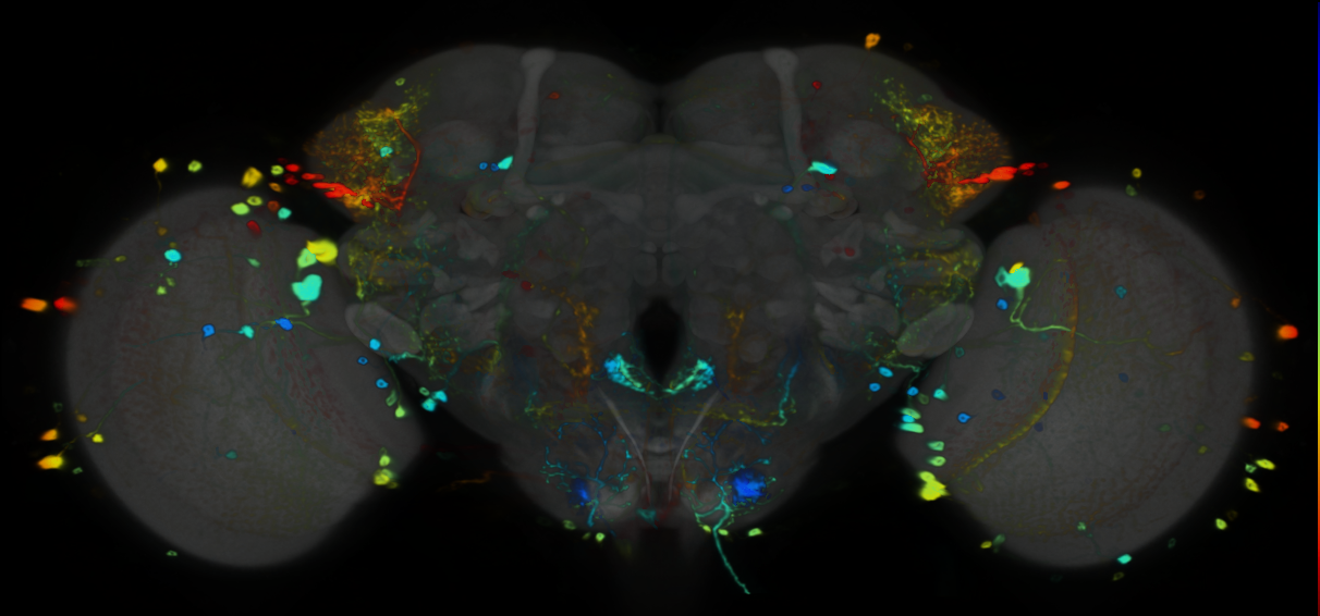 P{VT058732-GAL4} expression pattern