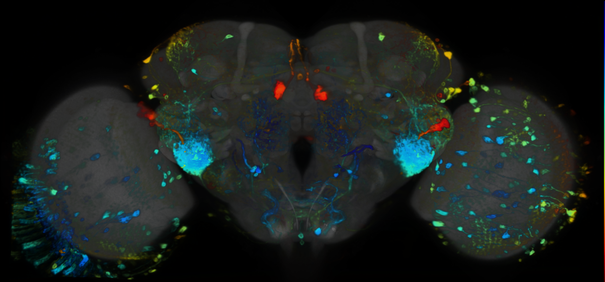 P{VT058873-GAL4} expression pattern