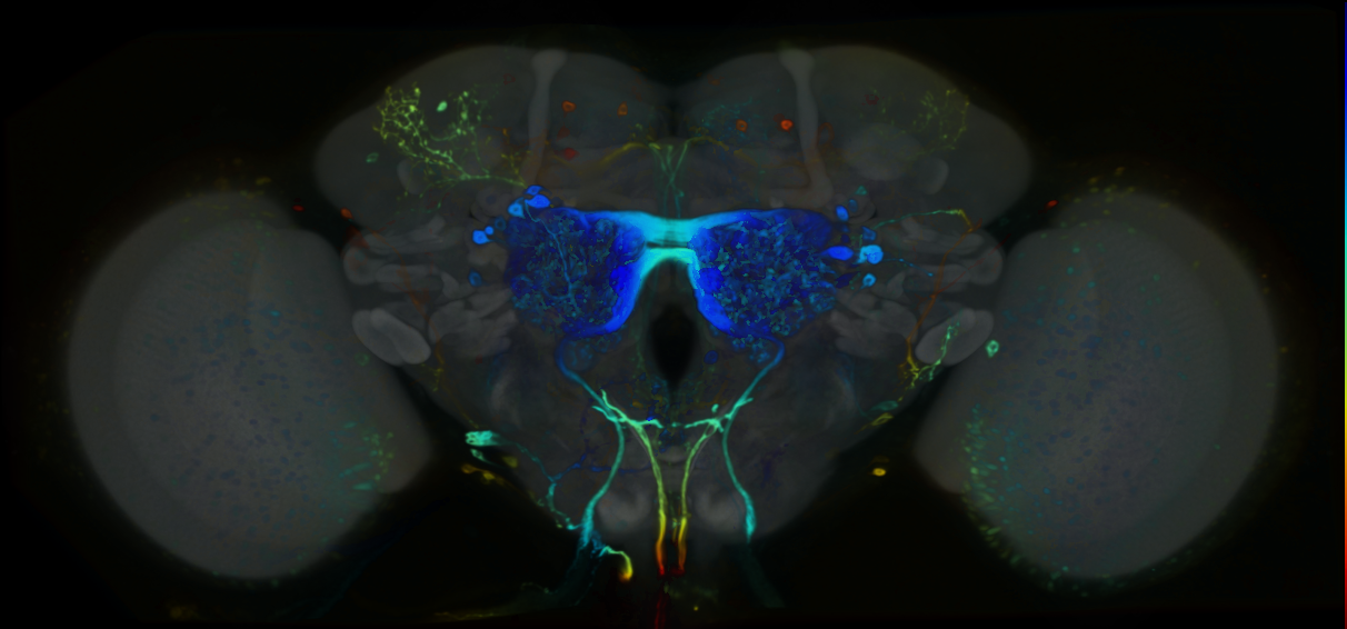 P{VT058925-GAL4} expression pattern