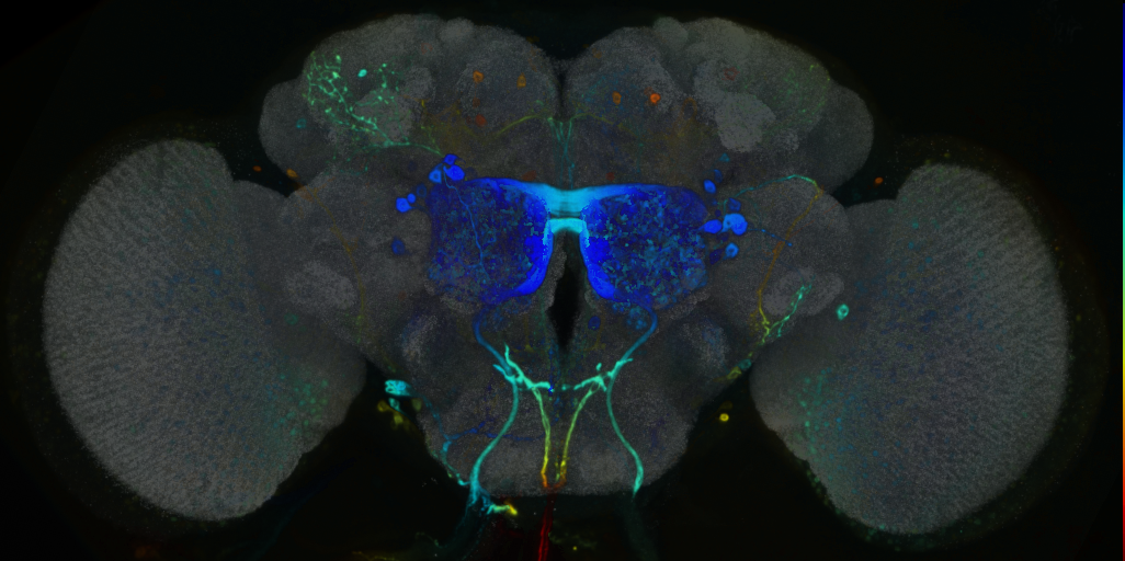P{VT058925-GAL4} expression pattern