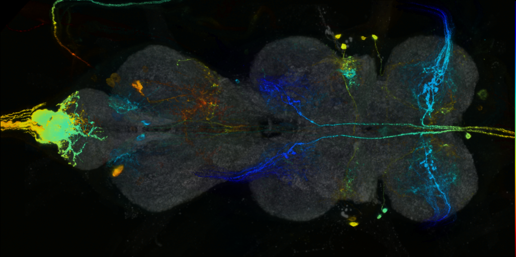 P{VT058925-GAL4} expression pattern