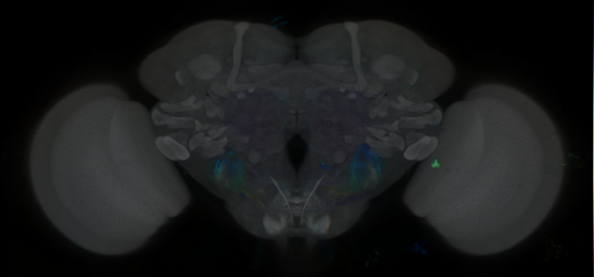P{VT059188-GAL4} expression pattern