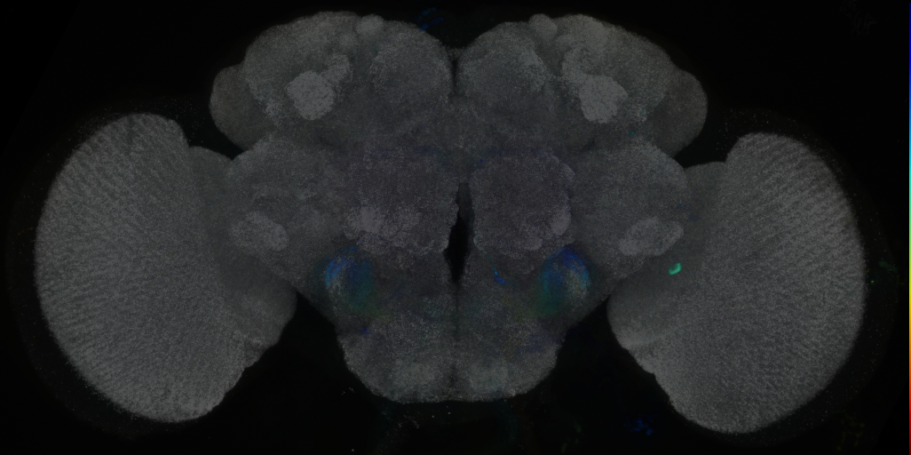 P{VT059188-GAL4} expression pattern