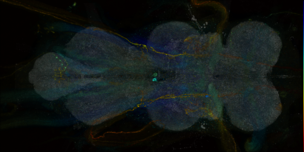 P{VT059188-GAL4} expression pattern