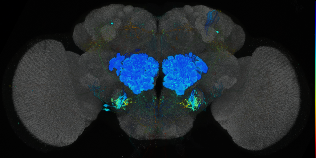 P{VT059695-GAL4} expression pattern