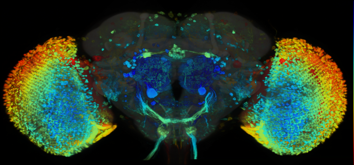 P{VT059745-GAL4} expression pattern