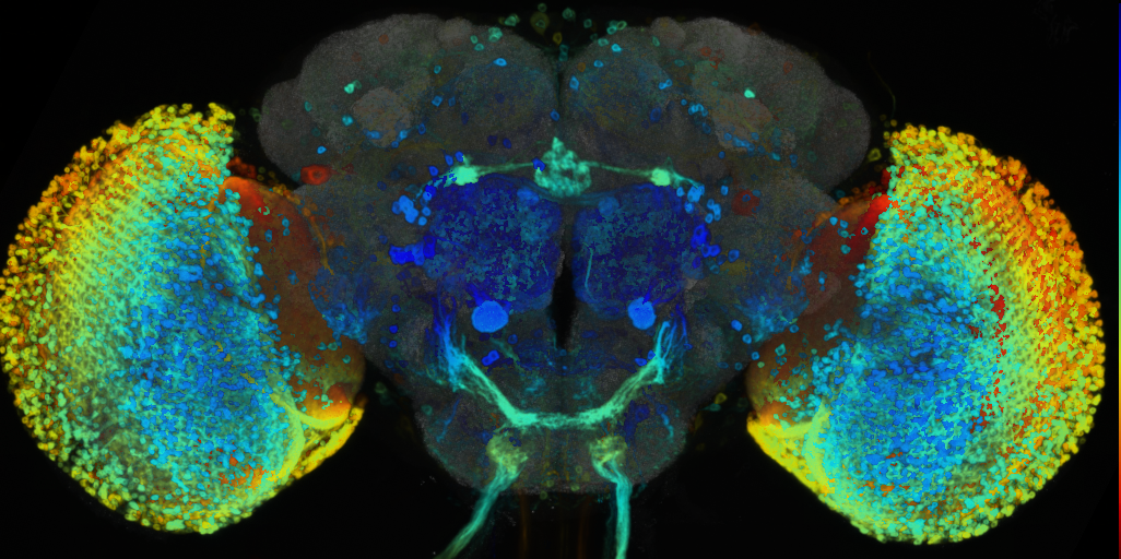 P{VT059745-GAL4} expression pattern