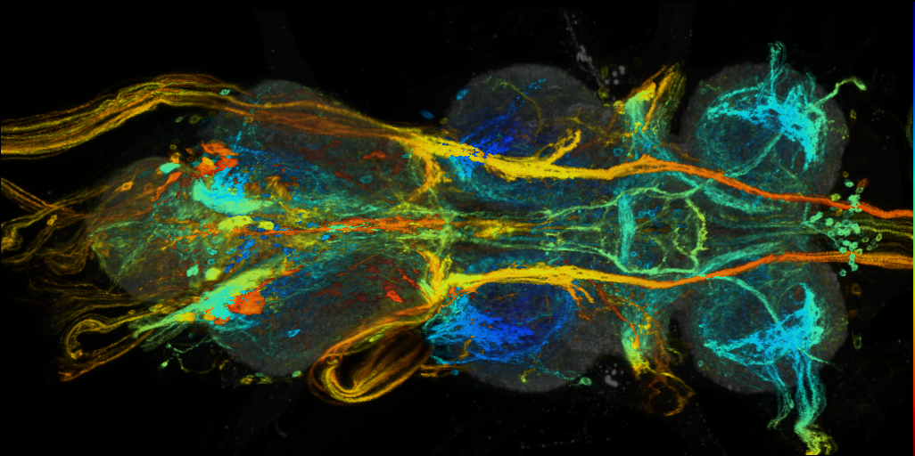 P{VT059745-GAL4} expression pattern