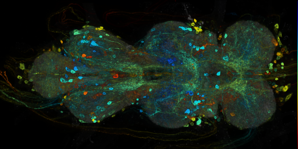 P{VT059796-GAL4} expression pattern