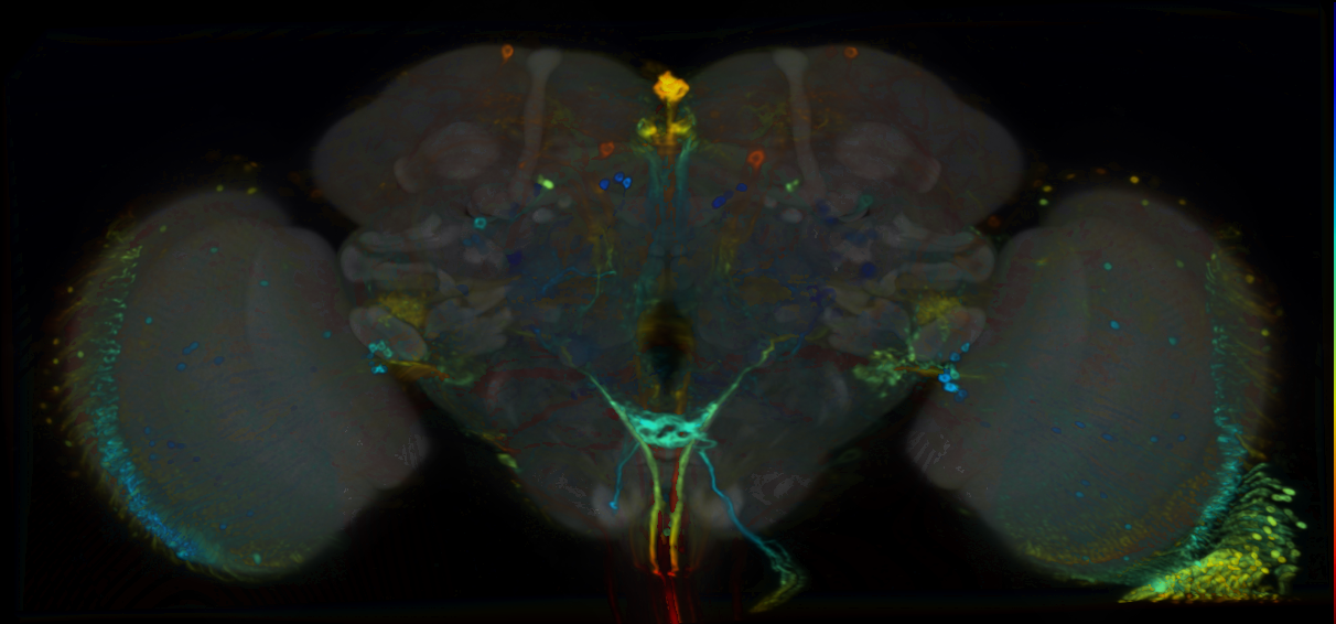 P{VT061206-GAL4} expression pattern