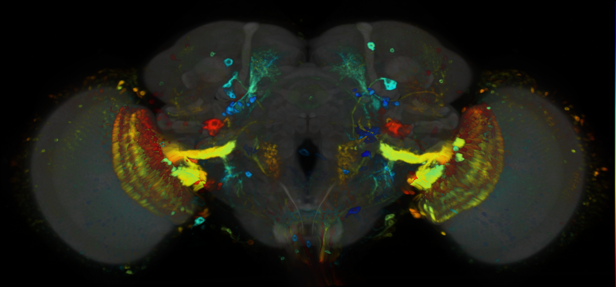 P{VT061919-GAL4} expression pattern