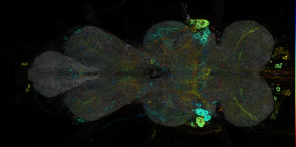 P{VT061919-GAL4} expression pattern