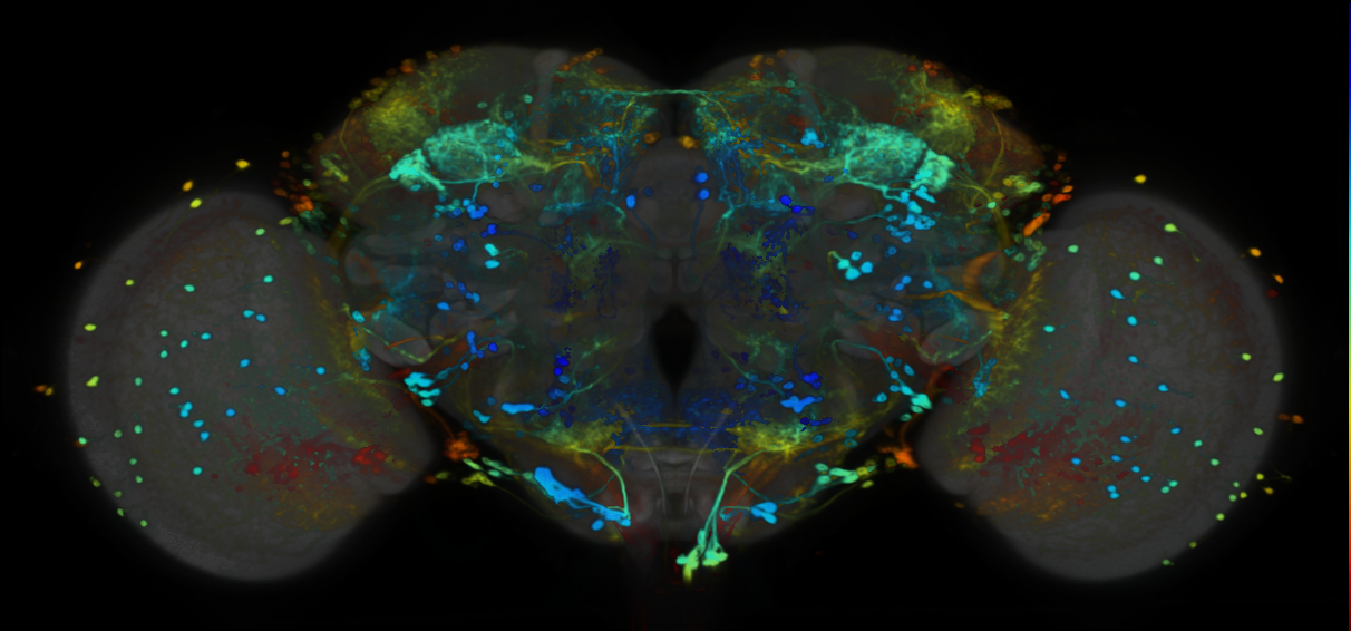 P{VT061921-GAL4} expression pattern