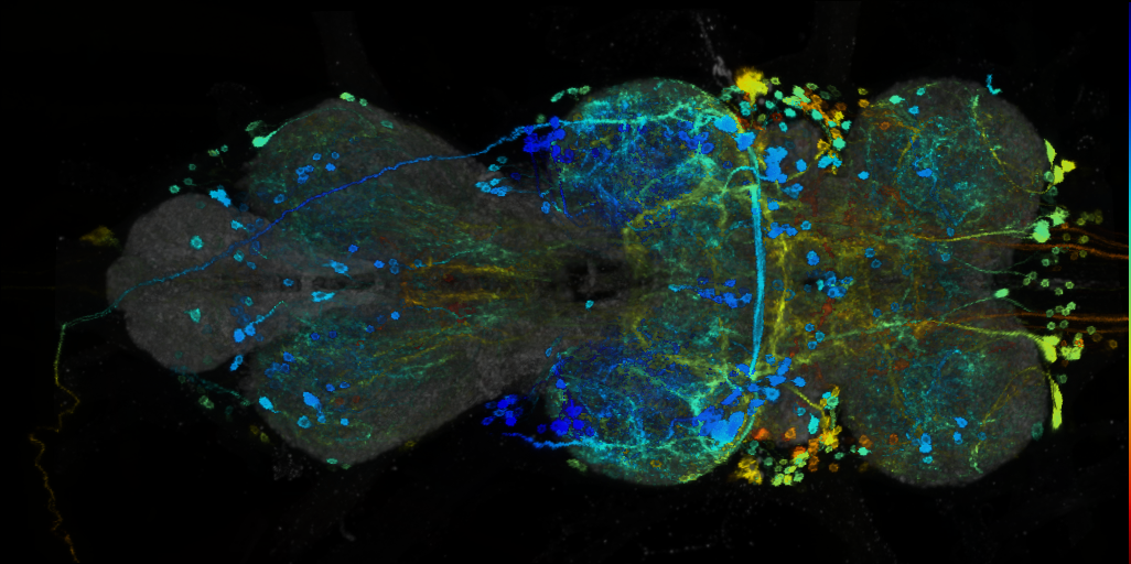 P{VT061921-GAL4} expression pattern