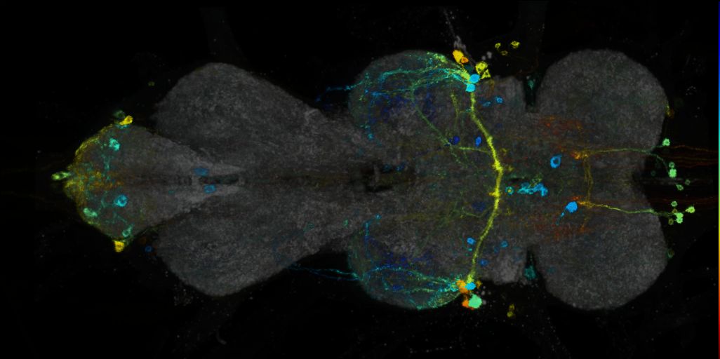 P{VT061933-GAL4} expression pattern