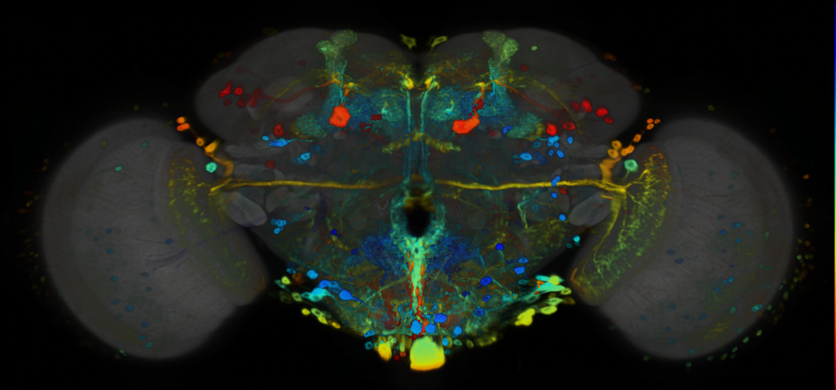 P{VT062259-GAL4} expression pattern