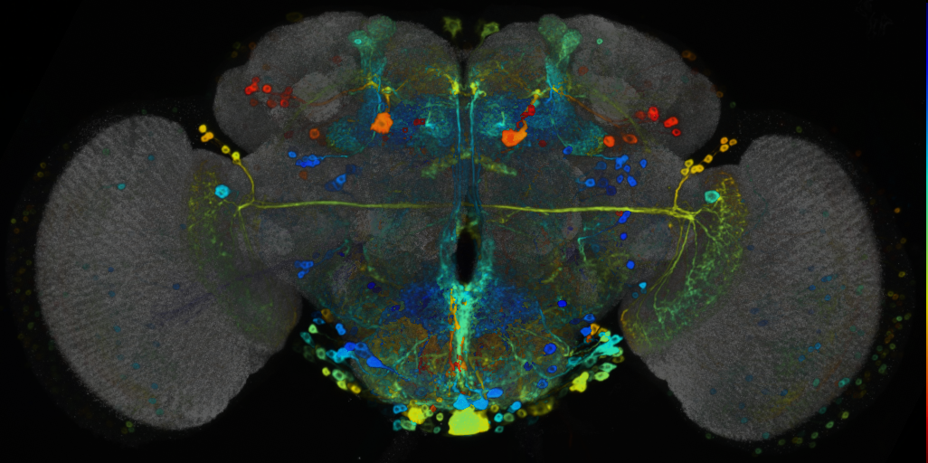 P{VT062259-GAL4} expression pattern