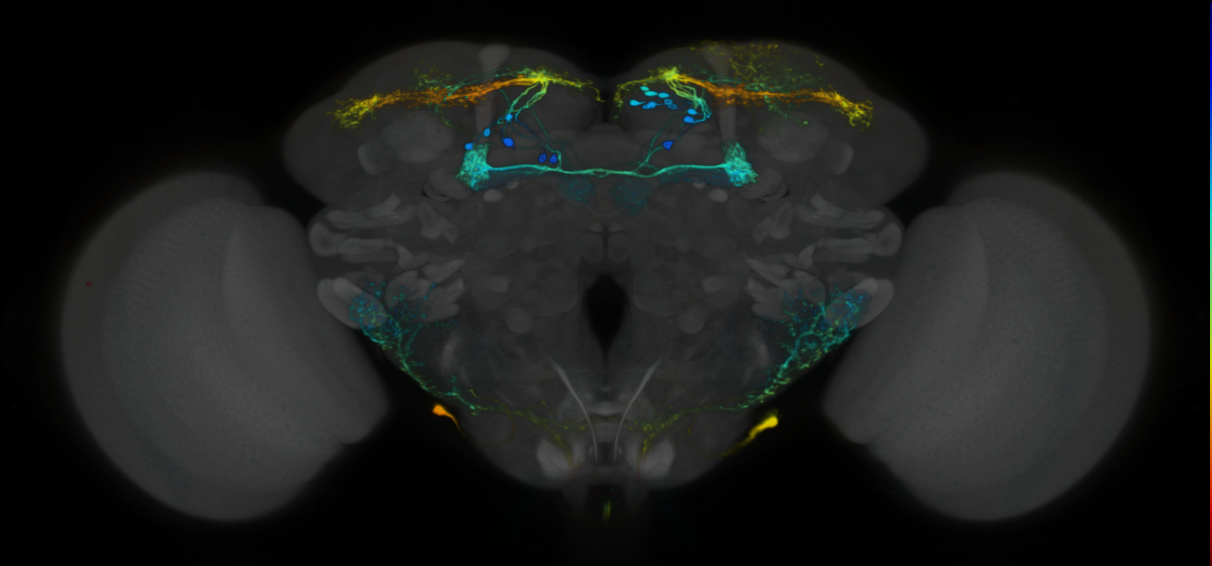 P{VT062602-GAL4} expression pattern