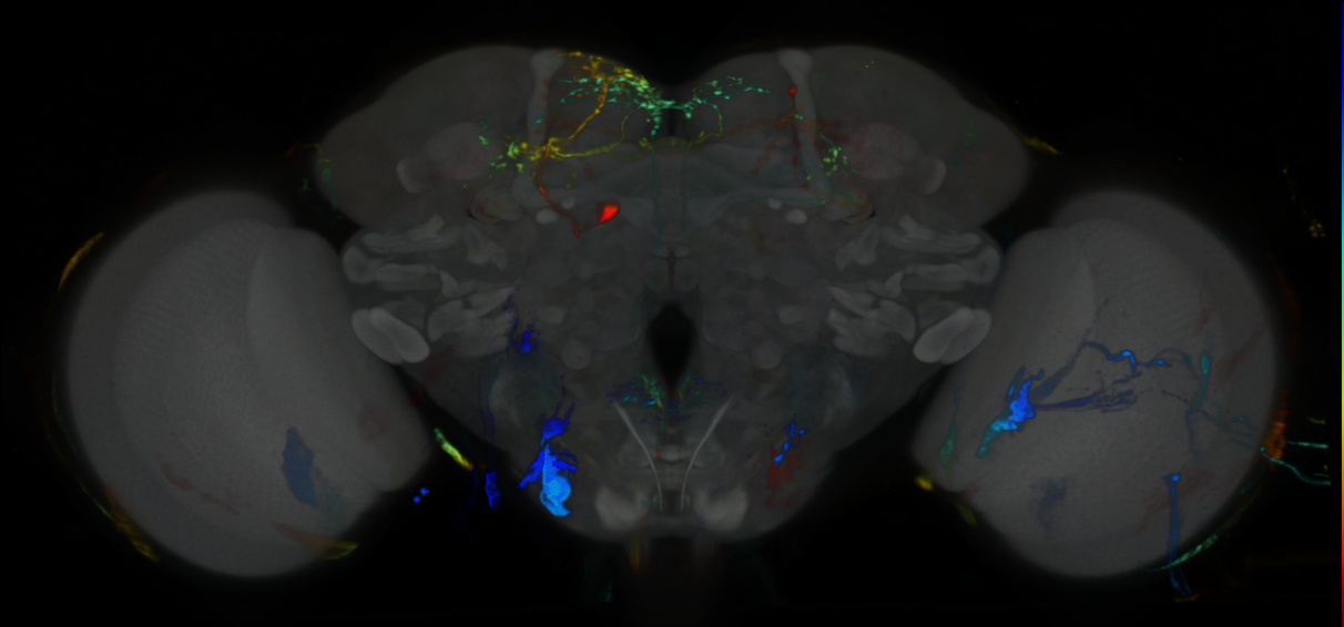P{VT062606-GAL4} expression pattern